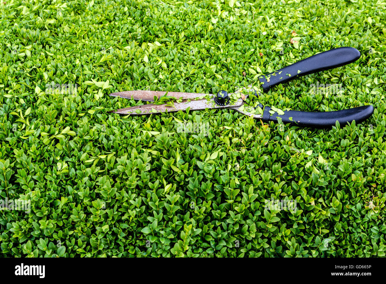 Cesoie da giardino su privet hedge. Foto Stock