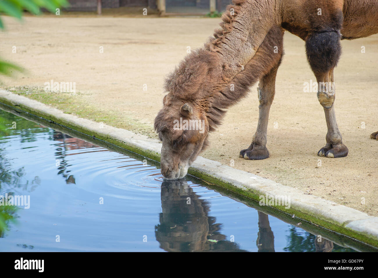 Cammello è potabile. Foto è stata scattata in zoo Frankfurt / M Germania Foto Stock