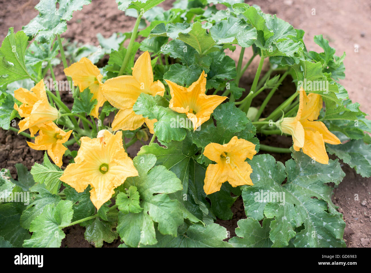 Impianto di zucchine con un sacco di fiori di colore giallo Foto Stock