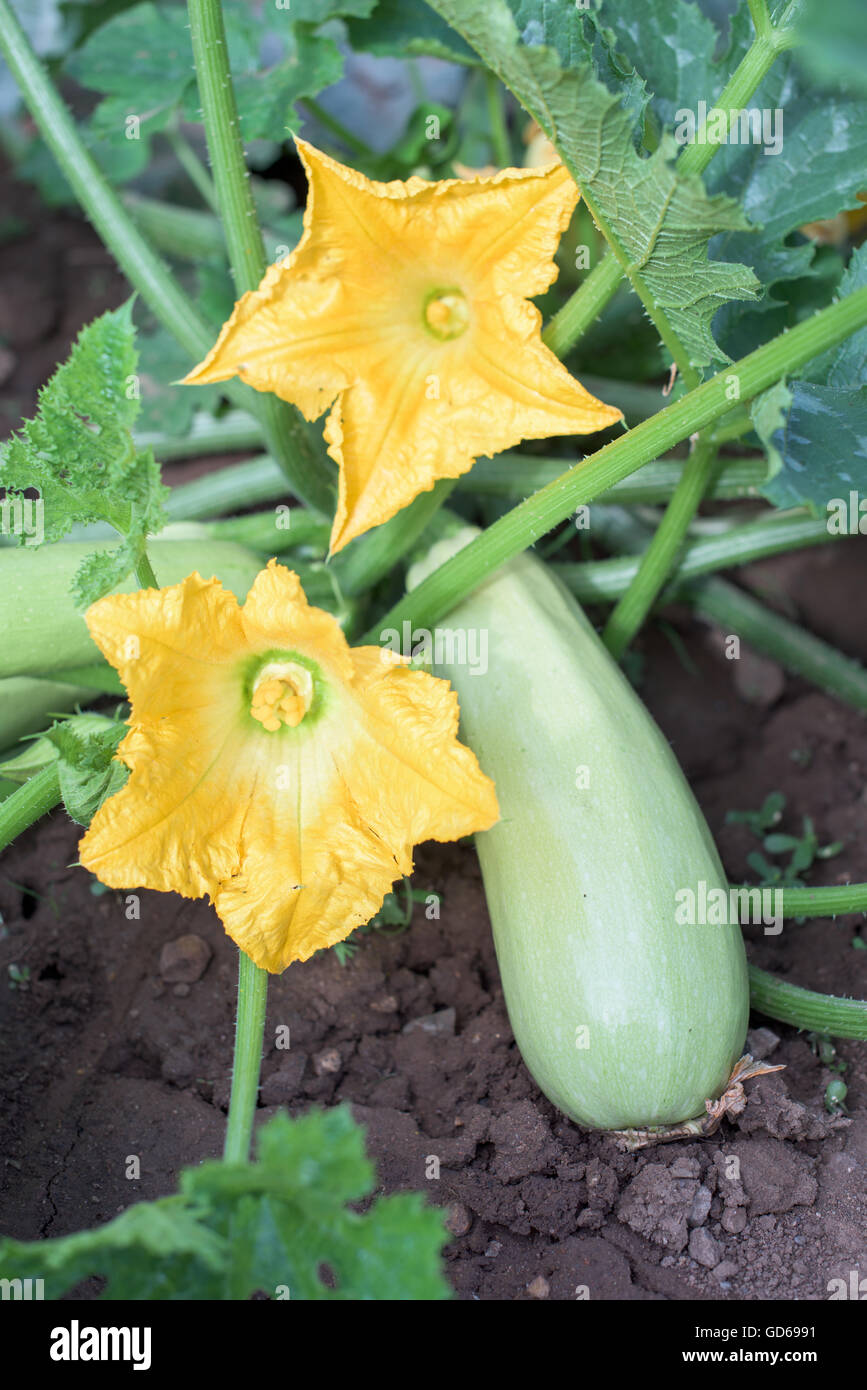 Parte della pianta di zucchine con due fiori e un vegetale Foto Stock