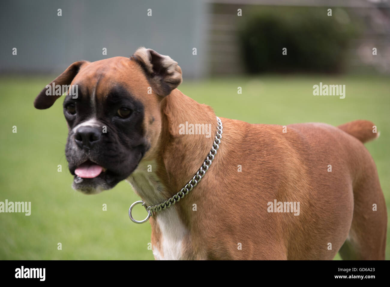 Cane boxer giornata soleggiata di fronte alla fotocamera Foto Stock