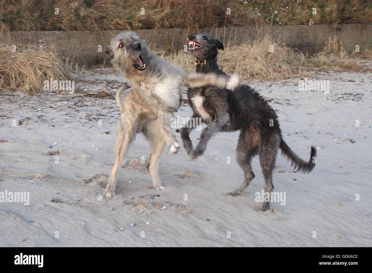 Due cani play, l'uno ha un sguardo smarrito, gli altri appare come un vampiro. Foto Stock
