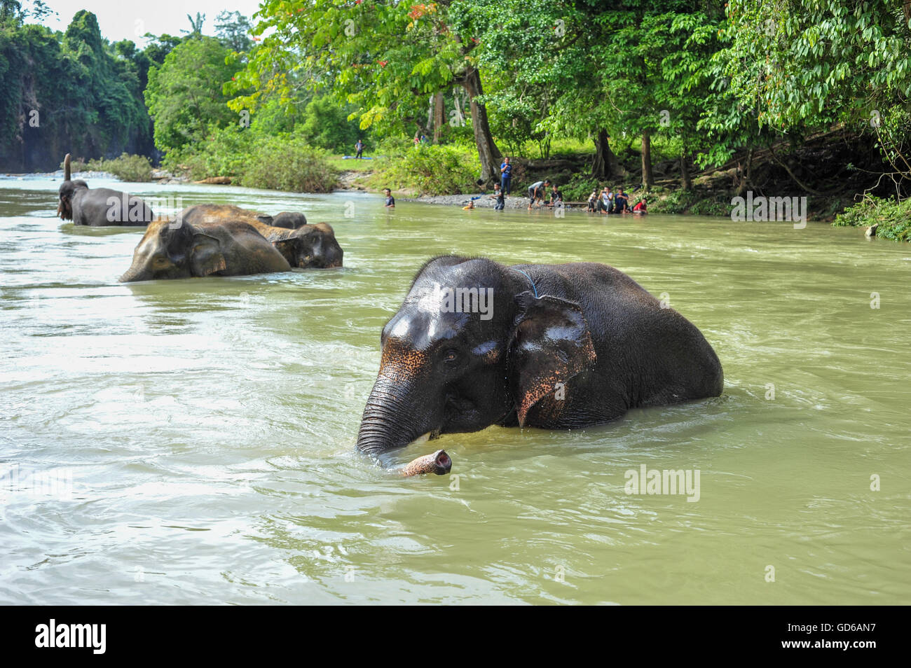 Protetti elefanti di Sumatra di balneazione in Gunung Leuser National Park di Tangkahan, Sumatra, Indonesia nel maggio 2015 Foto Stock