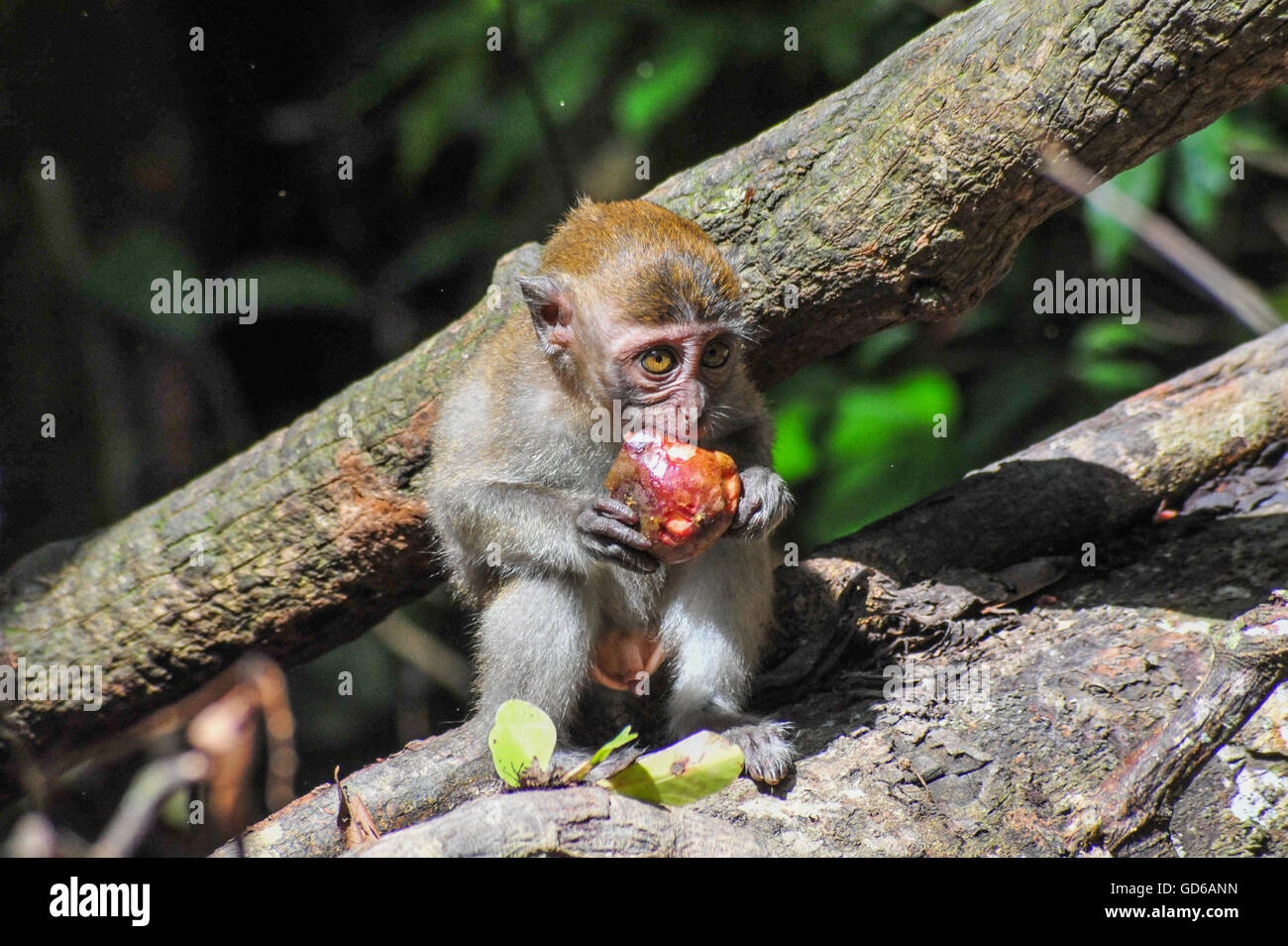 A Sumatra scimmia Maqaque baby è mangiare il suo frutto in Bukit Lawang foresta pluviale, Sumatra, Indonesia Foto Stock