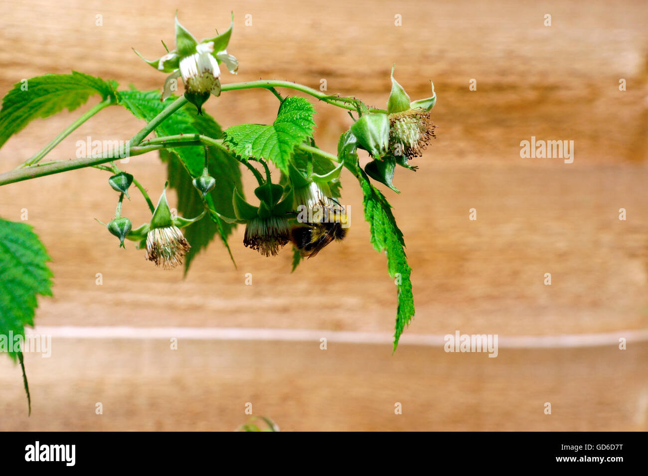 BUMBLE BEE sul fiore di lampone Foto Stock
