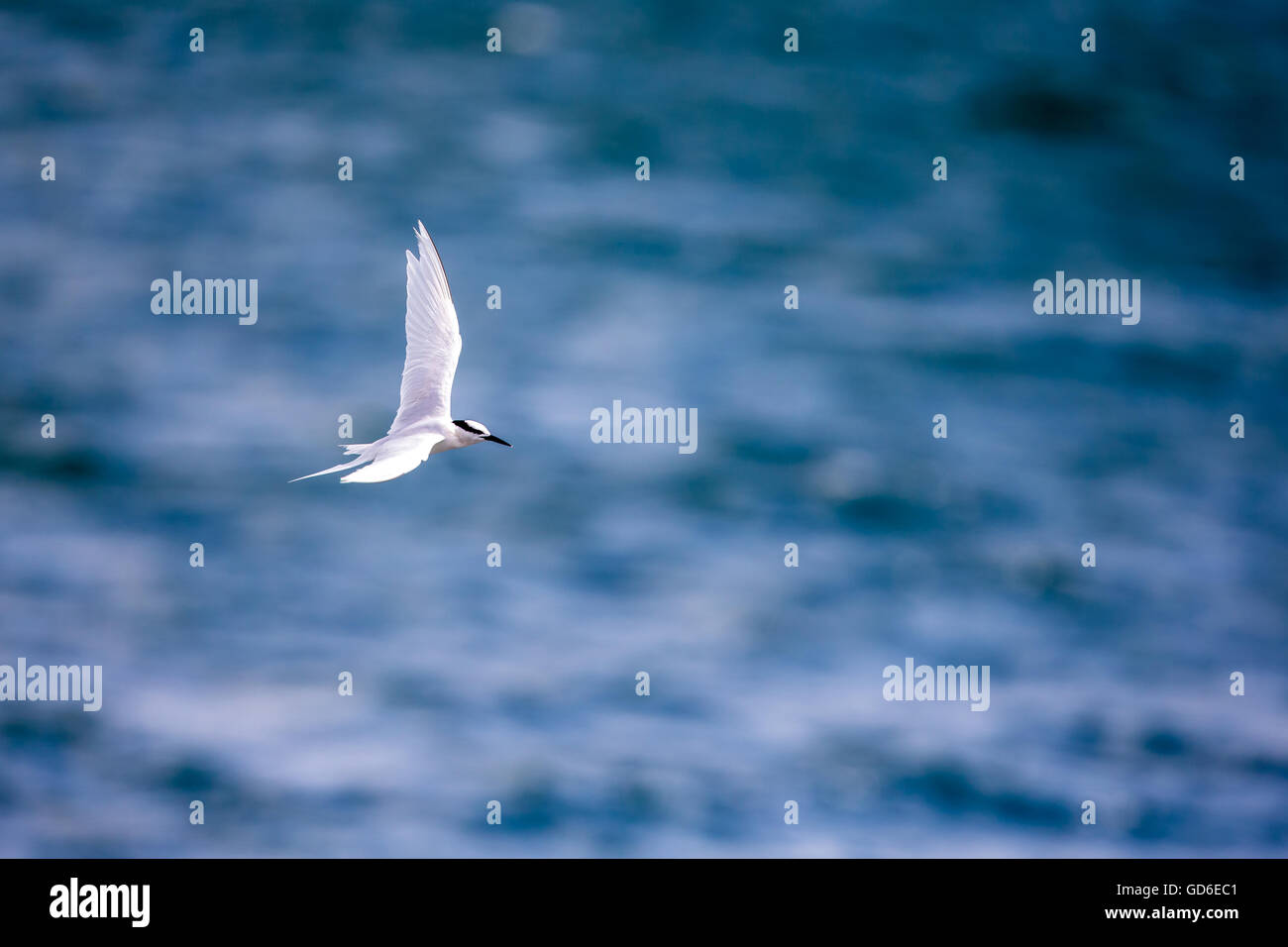Uccello in volo - Back-naped Tern Foto Stock