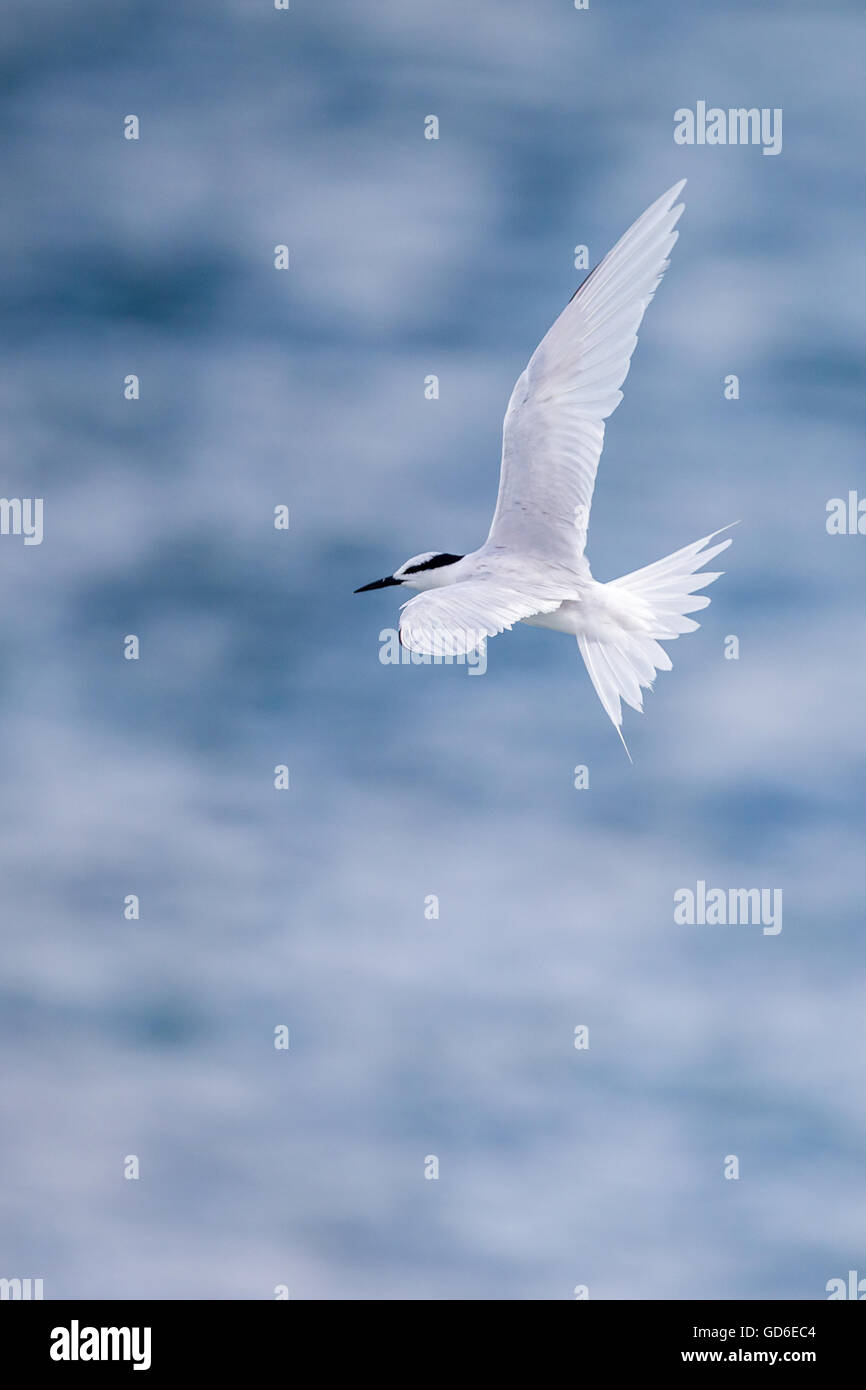 Uccello in volo - Back-naped Tern Foto Stock