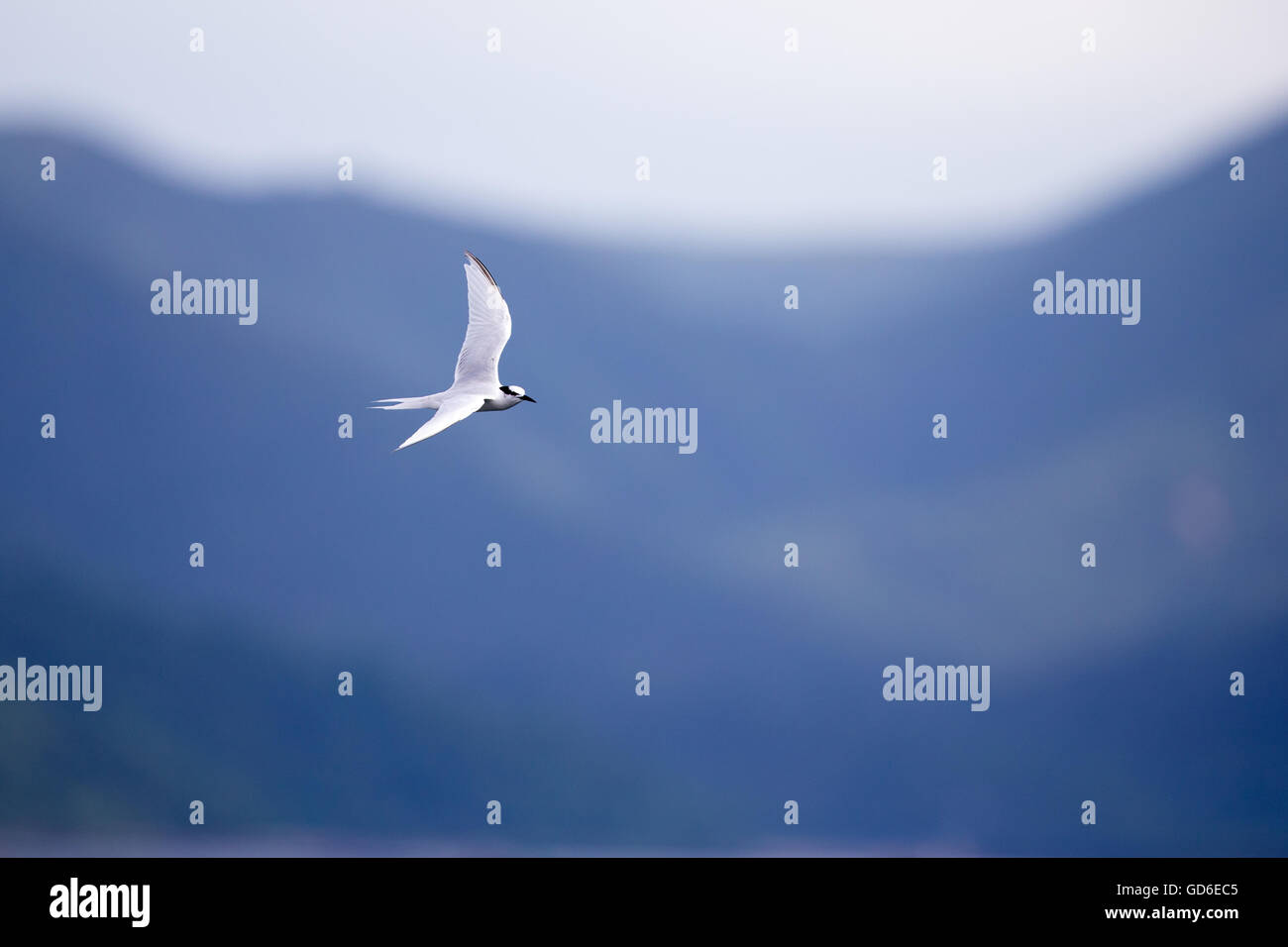 Uccello in volo - Back-naped Tern Foto Stock