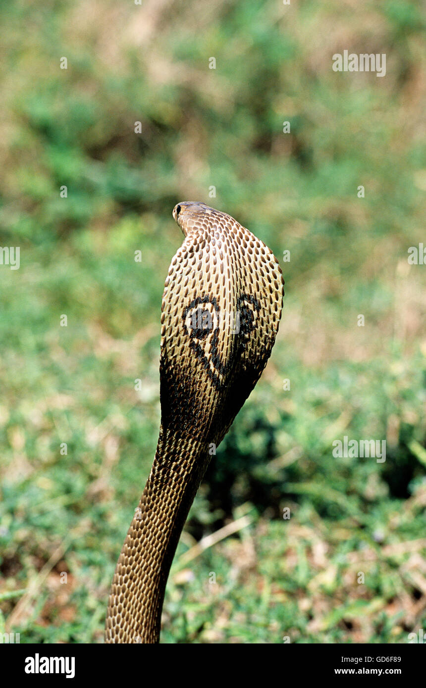 Indian Spectacled Cobra Foto Stock