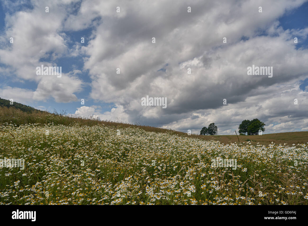 Campo ondulato di fioritura selvatica camomiles in estate con il blu cielo nuvoloso sopra di esso Bassa Slesia Polonia Foto Stock