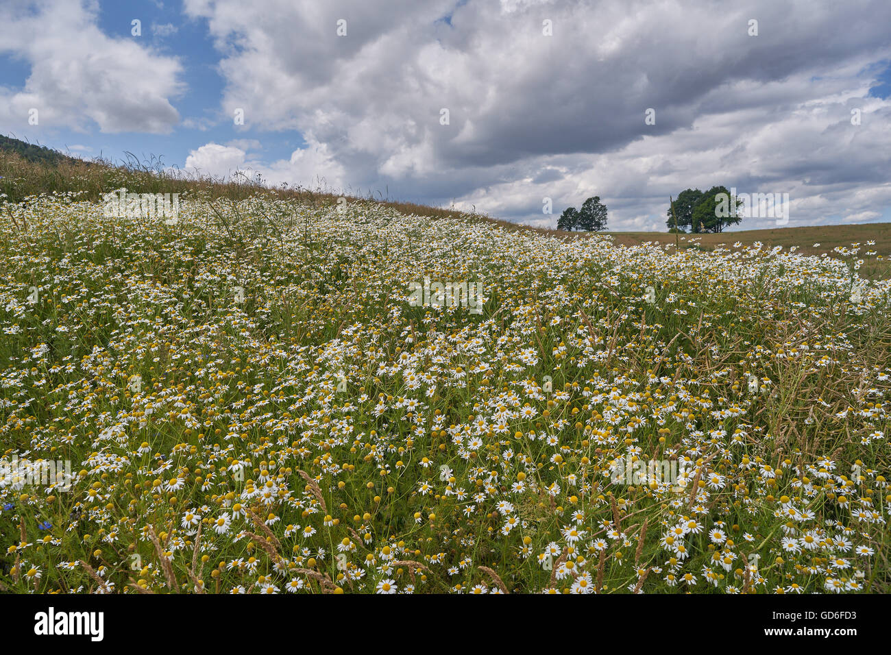 Campo ondulato di fioritura selvatica camomiles in estate con il blu cielo nuvoloso sopra di esso Bassa Slesia Polonia Foto Stock