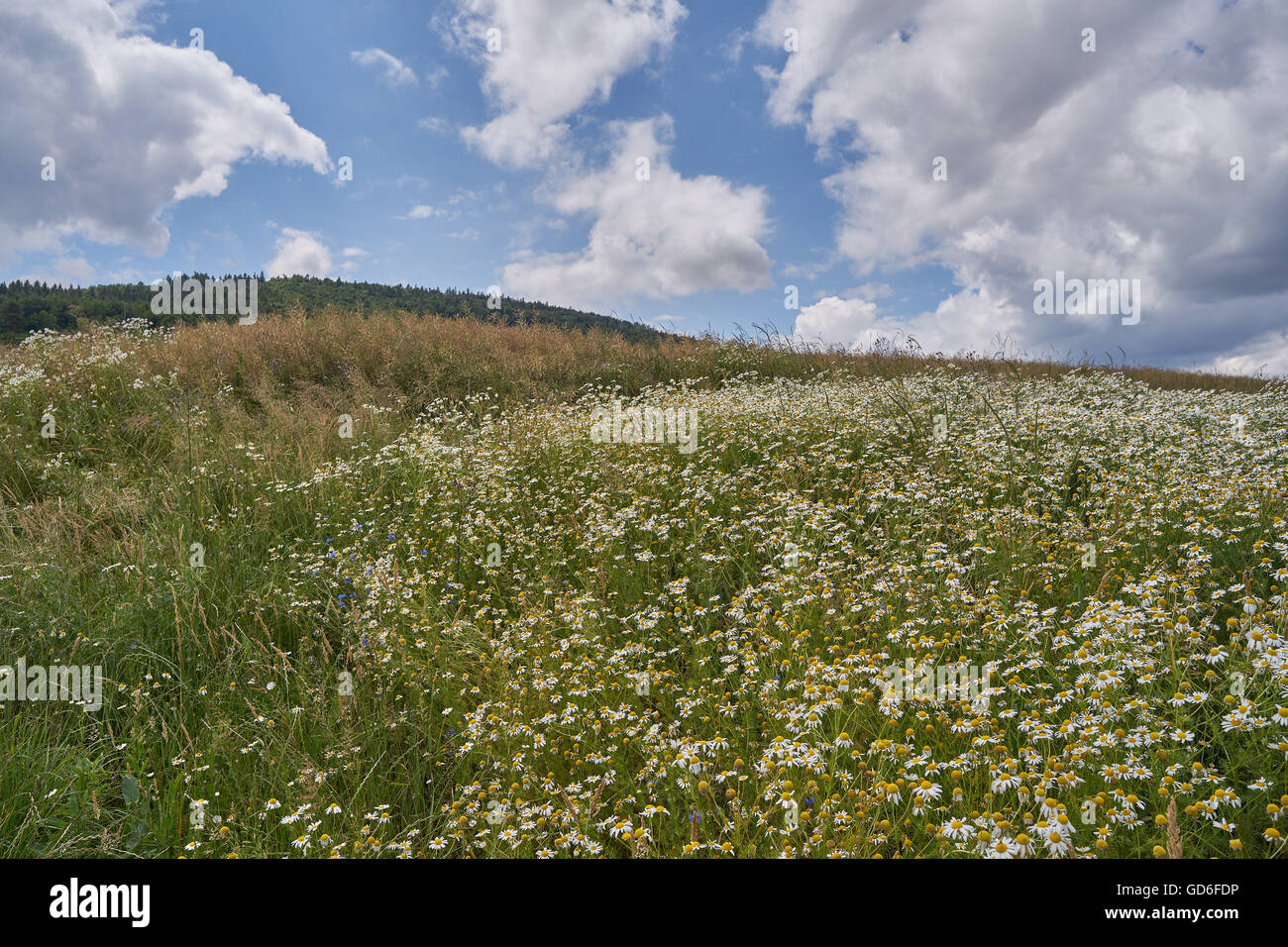Campo ondulato di fioritura selvatica camomiles in estate con il blu cielo nuvoloso sopra di esso Bassa Slesia Polonia Foto Stock