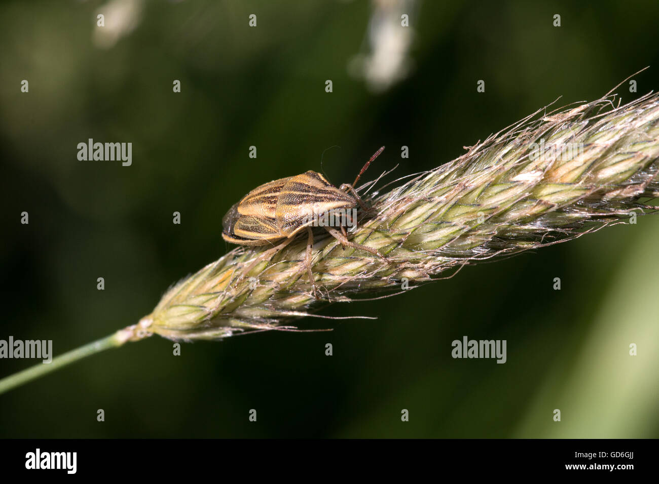 Getreidewanze auf einer Ähre im Frühling in der Heide Wulmstorfer Chinch bug su una spiga di grano durante la primavera in Wulmstorfer Foto Stock