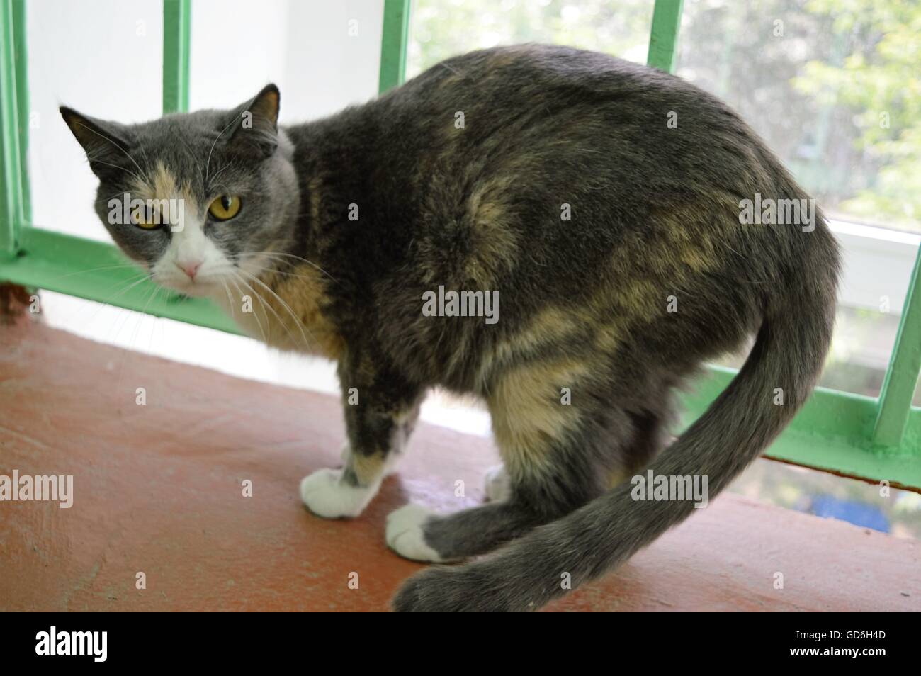 Insoddisfatto gatto grigio Foto Stock
