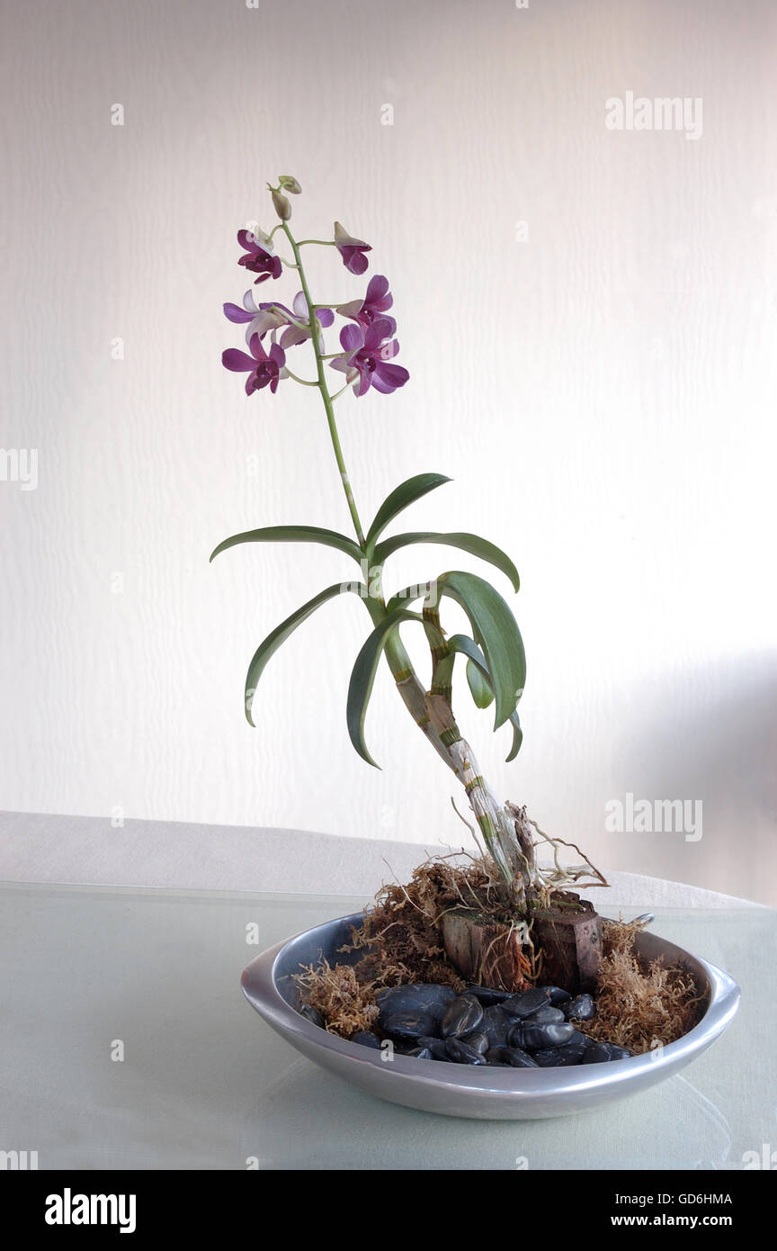 DENDROBIUM nel piatto d'argento, viola Foto Stock