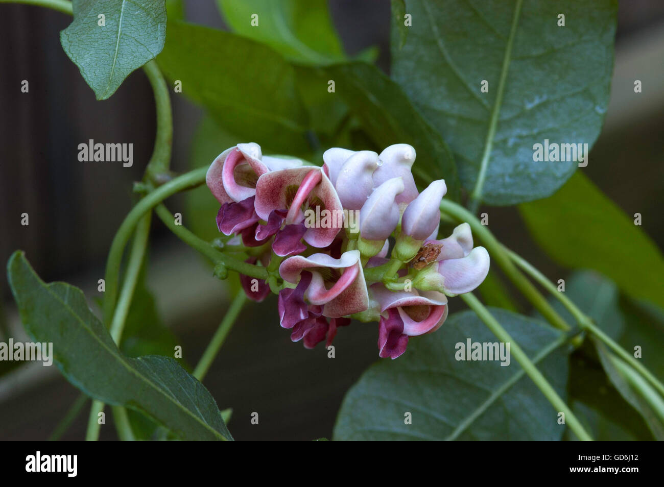 Vigna caracalla,vitigno lumaca, cavatappi vite Foto Stock