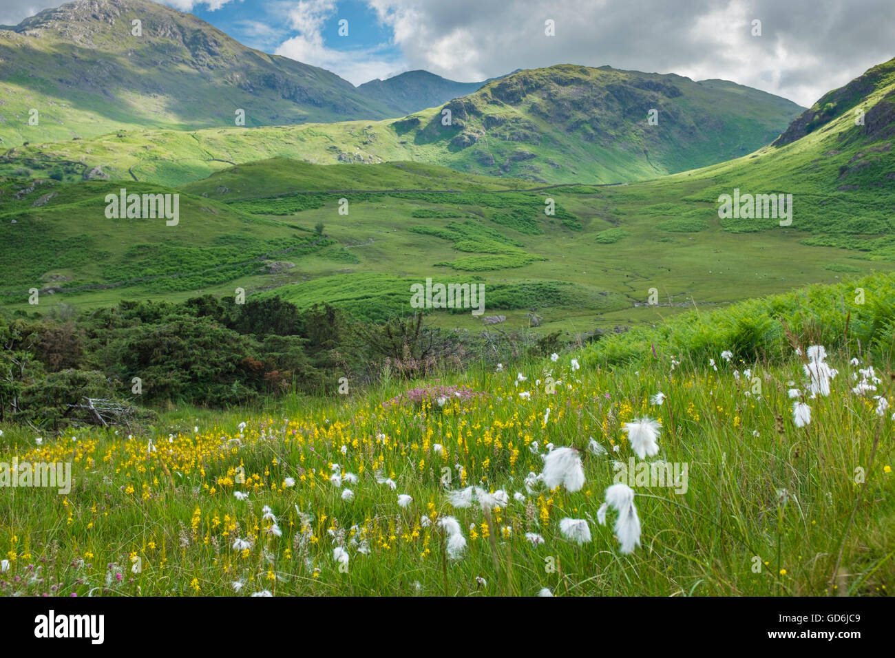 Erba di cotone in crescita nel Lake District inglese. Foto Stock