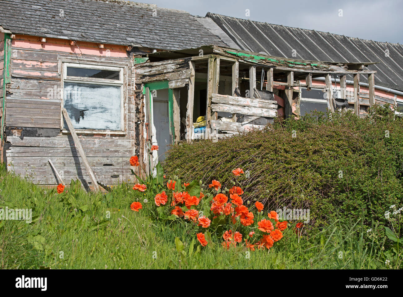 Una volta che una raffinata dimora in legno ora trascurato un casolare e orto sulle isole Orcadi Scozia. SCO 10,572. Foto Stock