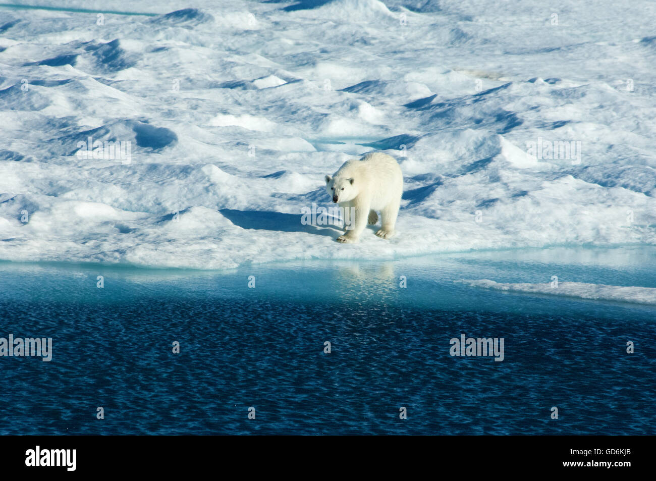 Un singolo orso polare camminando lungo il bordo del ghiaccio con il suo riflesso nell'acqua nell'Artico Canadese. Foto Stock