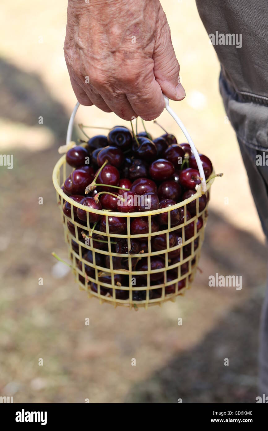 Il vecchio uomo portare Cesto di ciliegie fresche. La mano di un uomo vecchio cestello di contenimento di fresche ciliege rosse, che sono stati prelevati proprio ora. Auto la raccolta delle ciliegie. Foto Stock