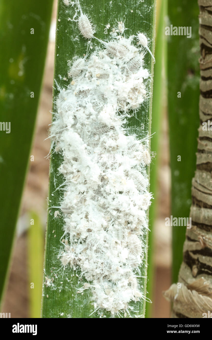 Mealybugs (long-tailed pseudococcus) su un Palm tree foglia. Foto Stock