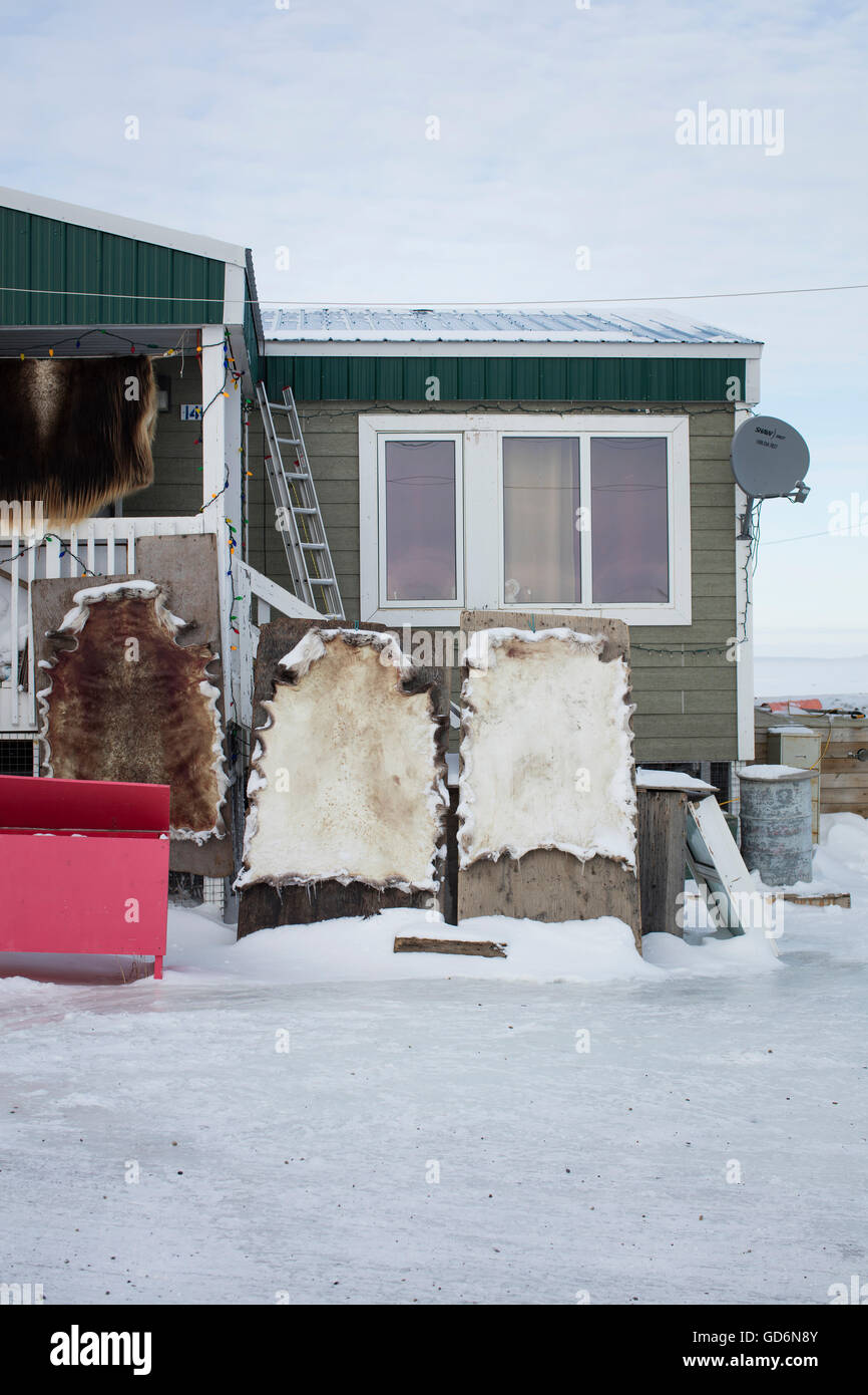 Caribou nasconde teso al di fuori di una casa di Tuktoyaktuk, Northwest Territories, Canada, 12 marzo 2016. Molte delle comunità nella regione artica continuare a fare affidamento su carni selvatiche per soddisfare le loro esigenze di sussistenza. Foto Stock