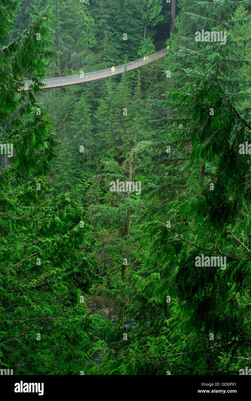 Scenic dal Ponte Sospeso di Capilano. North Vancouver, British Columbia Foto Stock