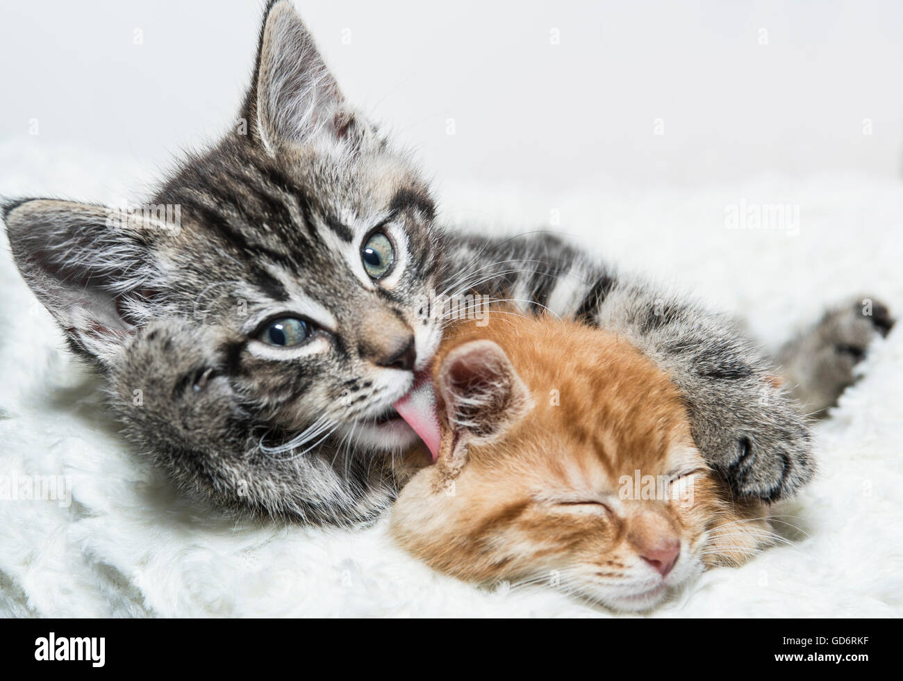 Due gattini coccole Foto Stock