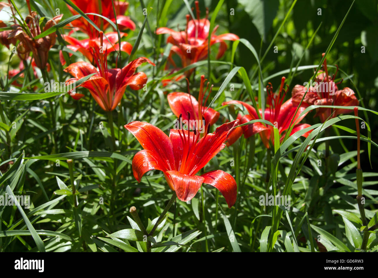 Giglio rosso perenne Flower Garden Foto Stock