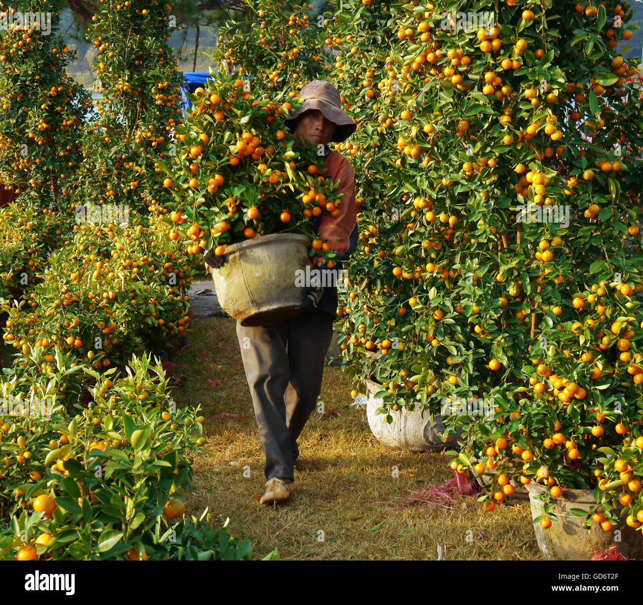 DA LAT, VIET NAM- JAN 26: Il popolo vietnamita porta in vendita un vaso di agrumi, alberi carichi di frutti di arancia luminosi al mercato agricolo all'aperto Foto Stock