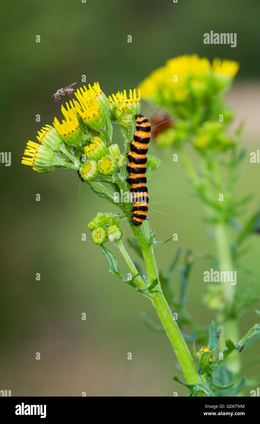 Caterpillar del cinabro tarma (Tyria jacobaeae) sul fiore giallo di erba tossica o Cushag (Jacobaea vulgaris) Foto Stock
