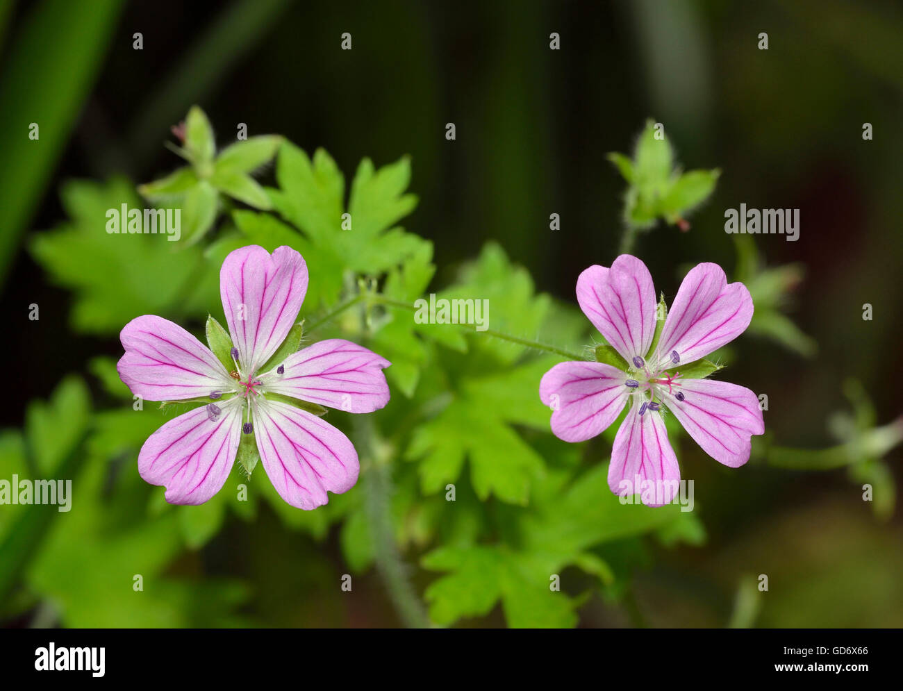 Cranesbill albanese - Geranio albanum Foto Stock