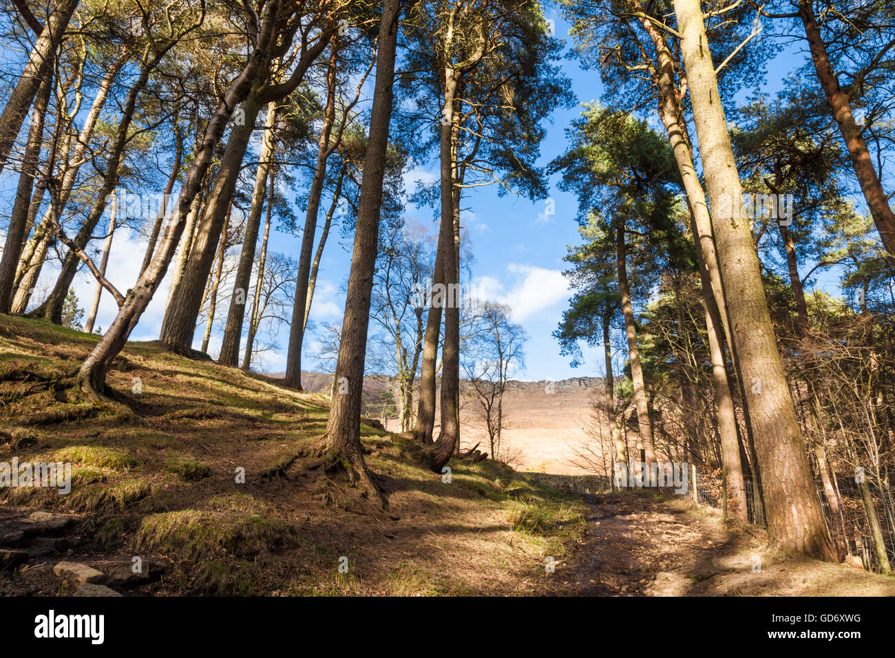 Percorso attraverso gli alberi di pino scozzese che conducono alla brughiera su Stanage Edge visibile in distanza, Derbyshire, Peak District, Inghilterra, Regno Unito Foto Stock