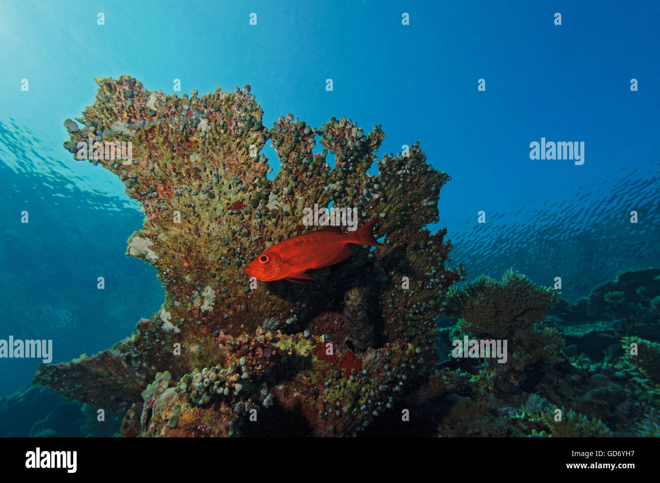 Soldierfish, Myripristis murdjan, rifugiandosi sotto un tavolo coral nelle Maldive, Oceano Indiano Foto Stock
