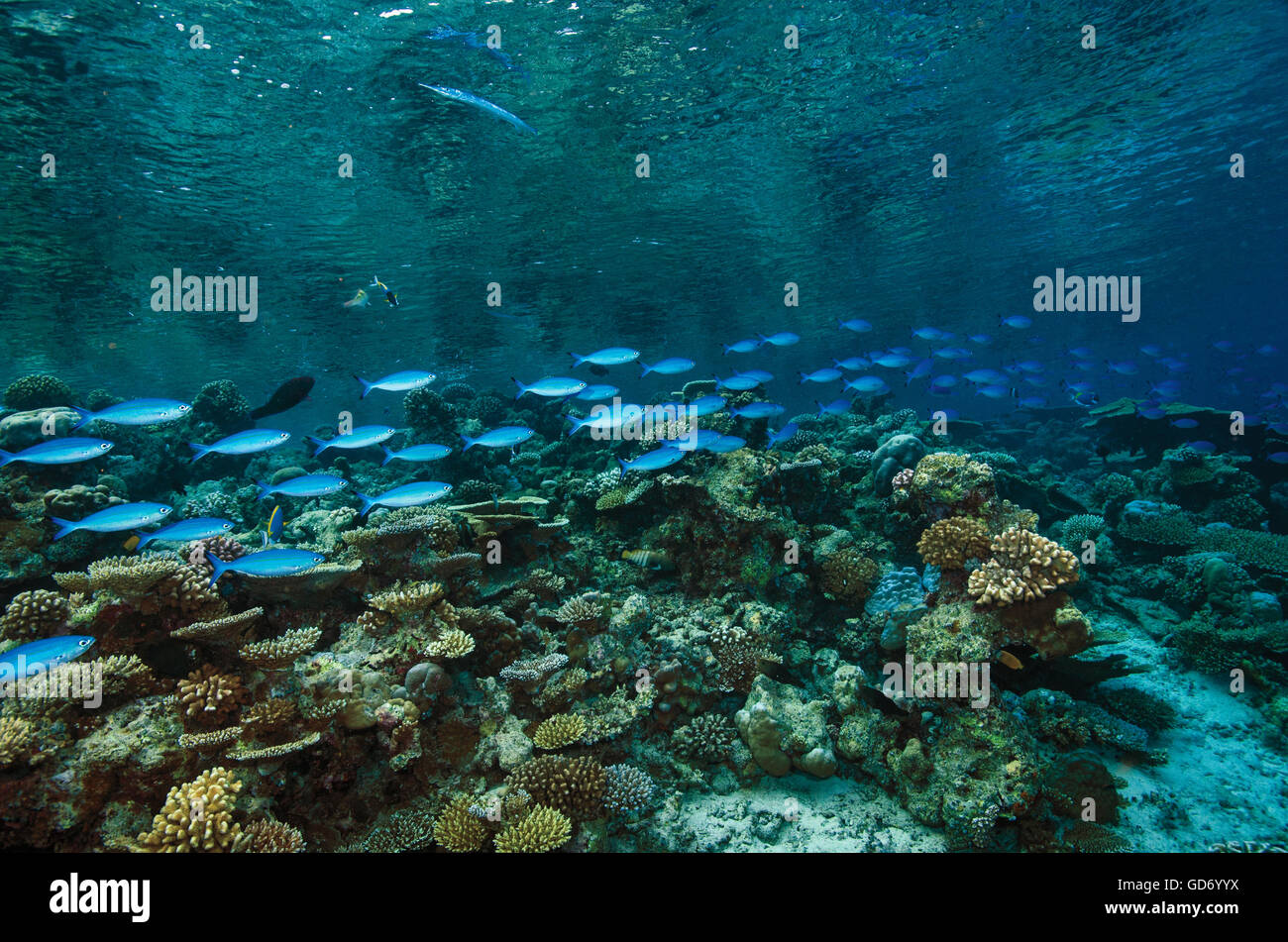 Secca della variabile-rigato, Fusiliers Caesio varilineata, nuoto sulla barriera corallina, delle Maldive, dell'Oceano Indiano Foto Stock