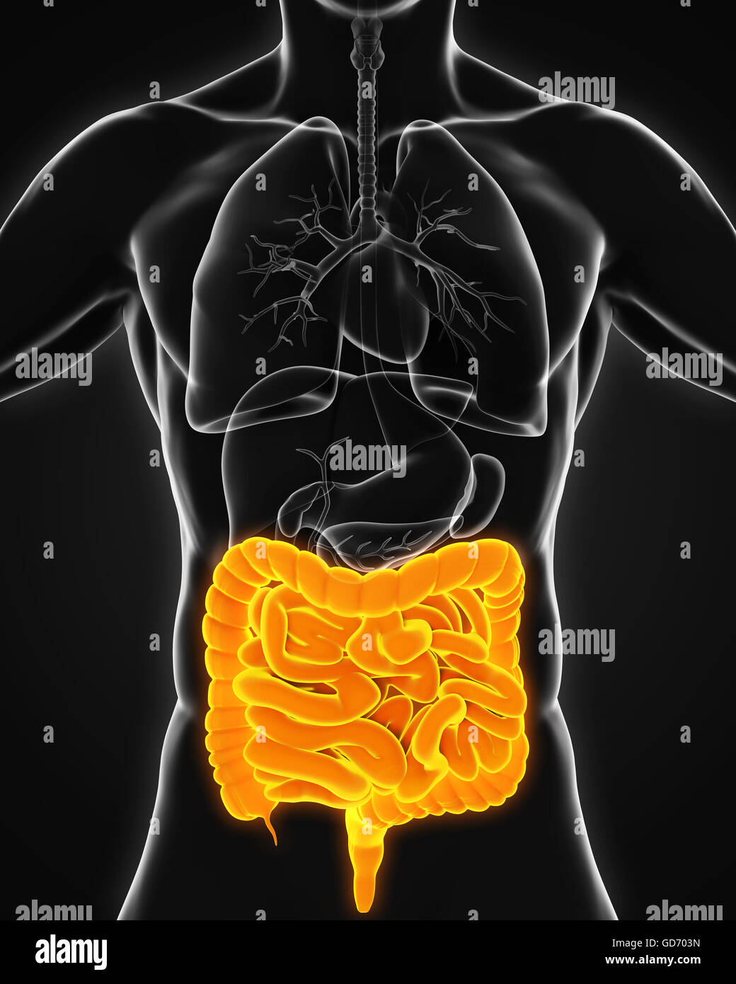 Intestino umano anatomia Foto Stock