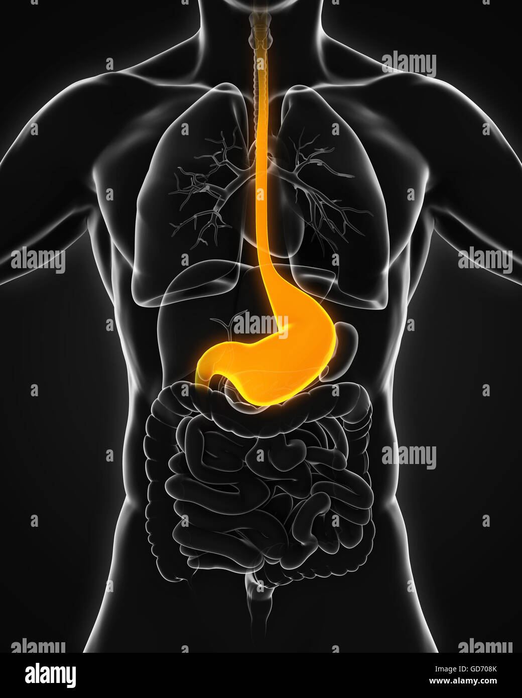 Stomaco umano anatomia Foto Stock