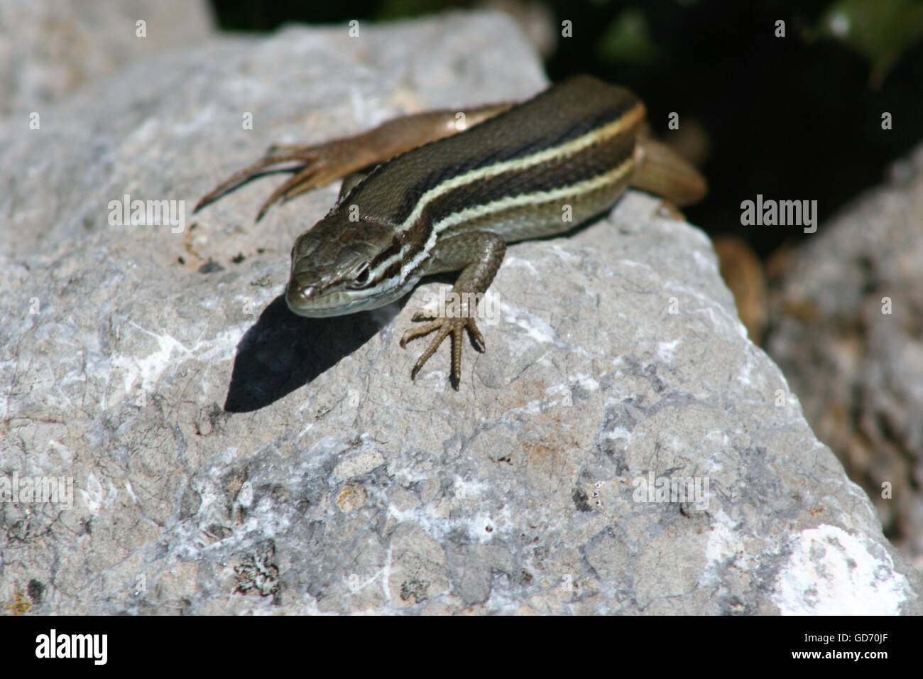 Psammodromus hispanicus, Spagnolo lizard Foto Stock