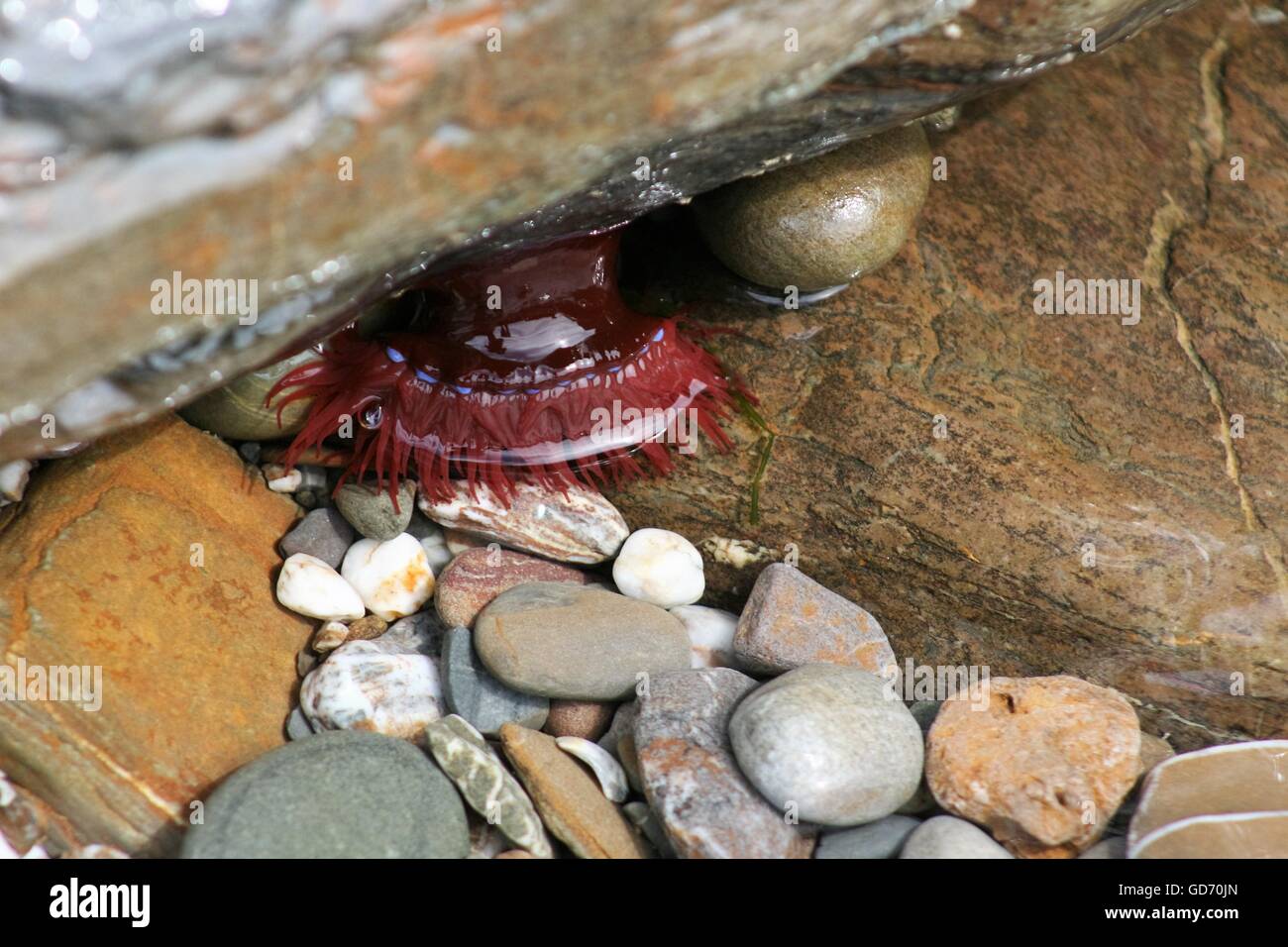 Anemone Beadlet in rock pool Foto Stock