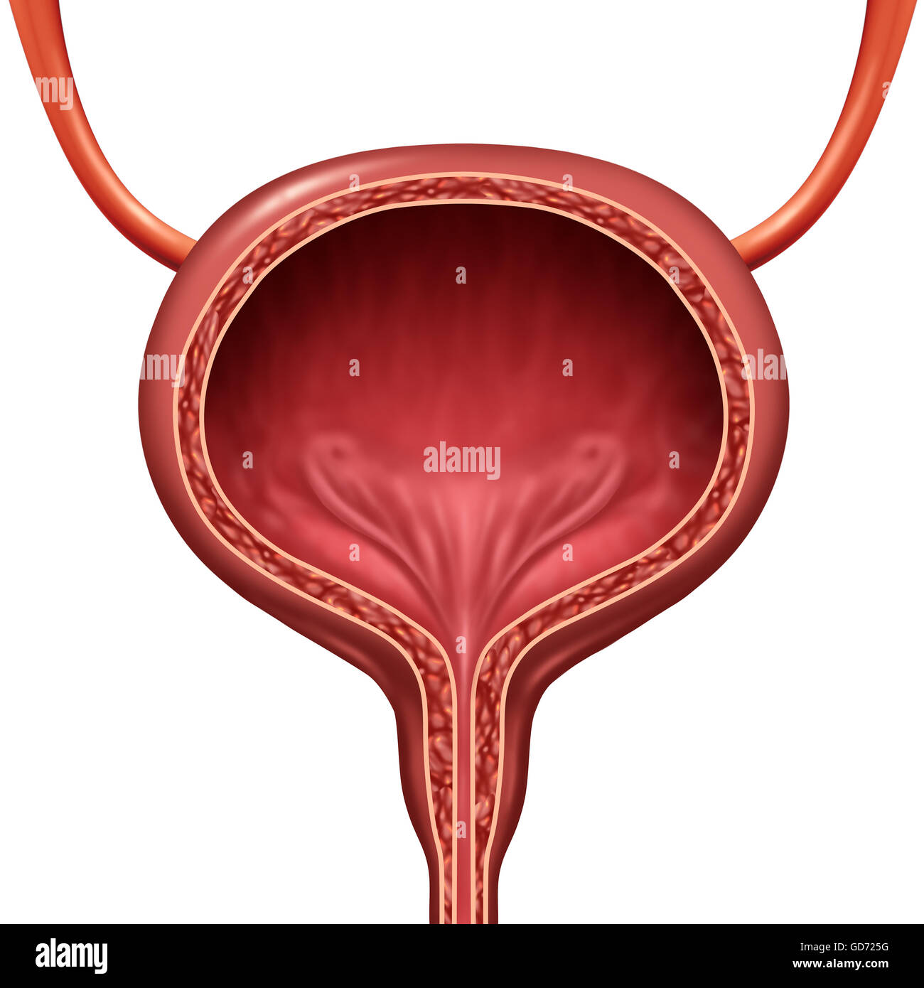 Umano della vescica urinaria organo anatomico concetto come 3D'illustrazione in sezione della parte anatomica del corpo. Foto Stock