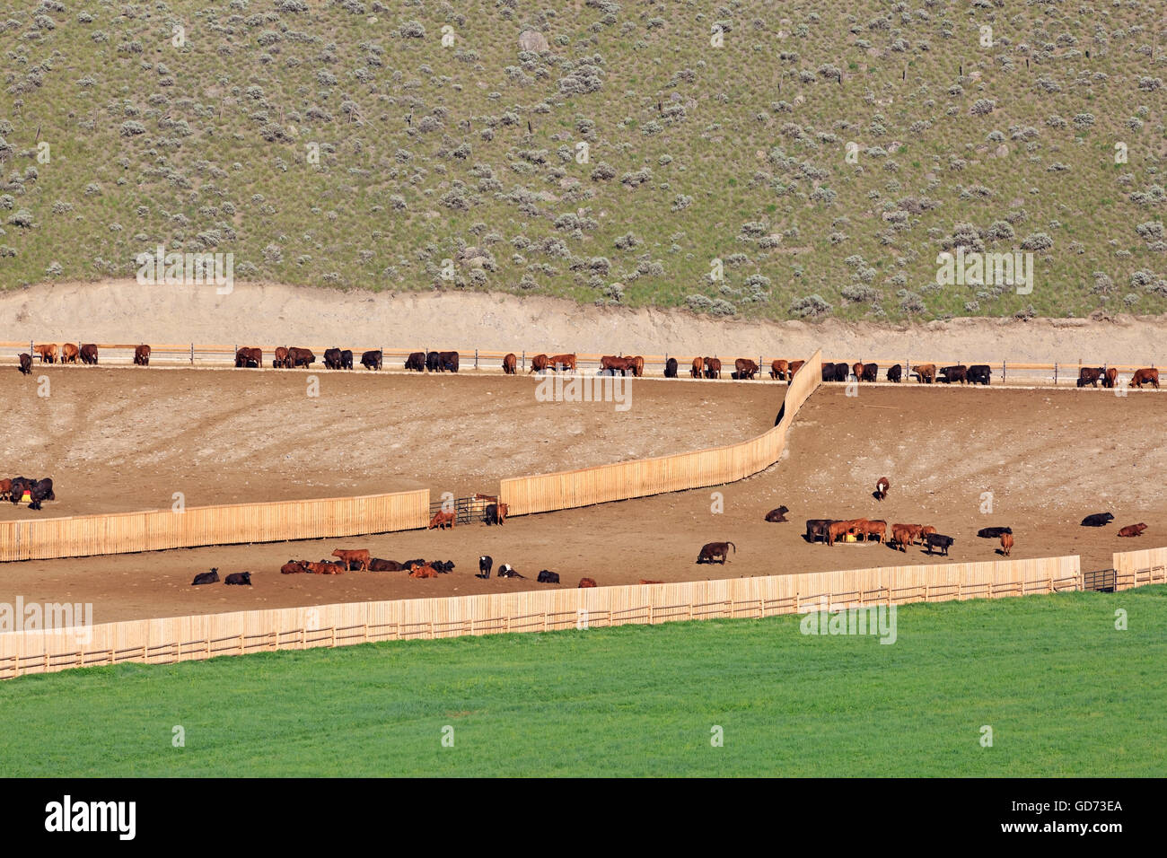 Bovini di allevamento feedlot vicino a Cache Creek, British Columbia Foto Stock