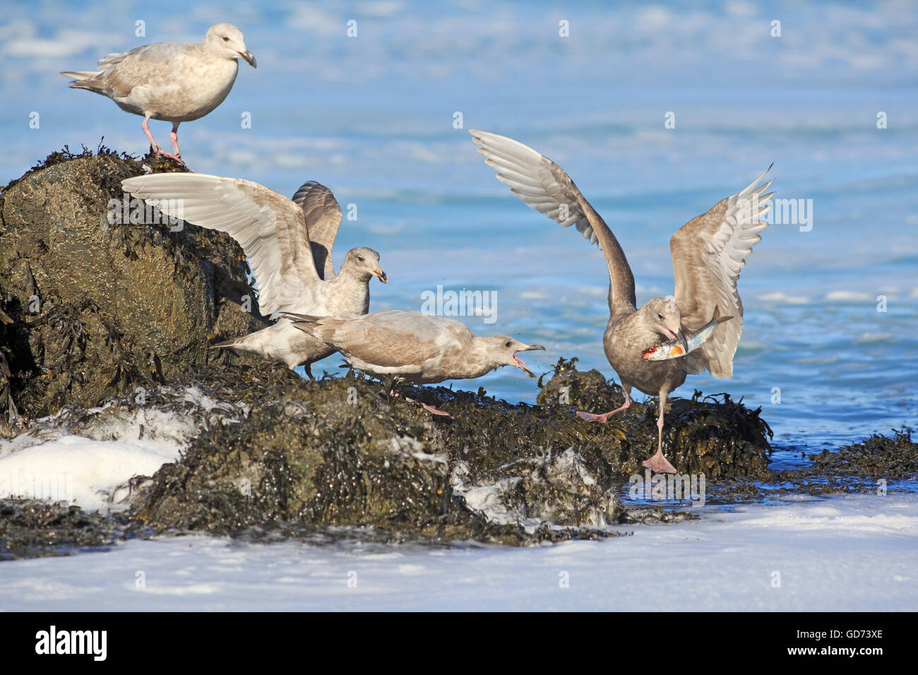 I gabbiani in lotta per le aringhe, nelle vicinanze di Nanaimo, Isola di Vancouver, British Columbia Foto Stock
