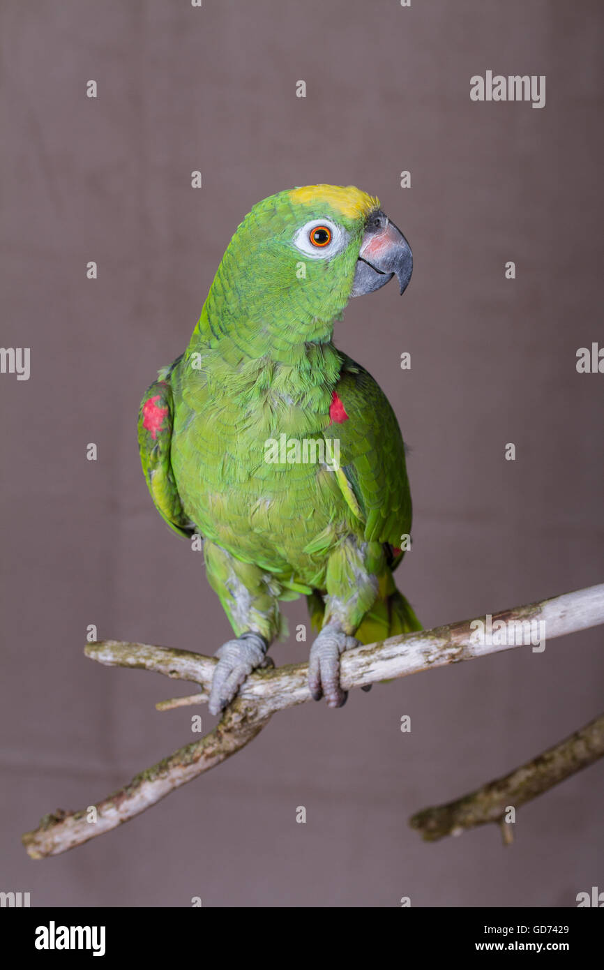 Colpo verticale di pappagallo verde arroccato su un ramoscello di legno. Egli è un giallo coronata Amazon dal Sud America. Foto Stock