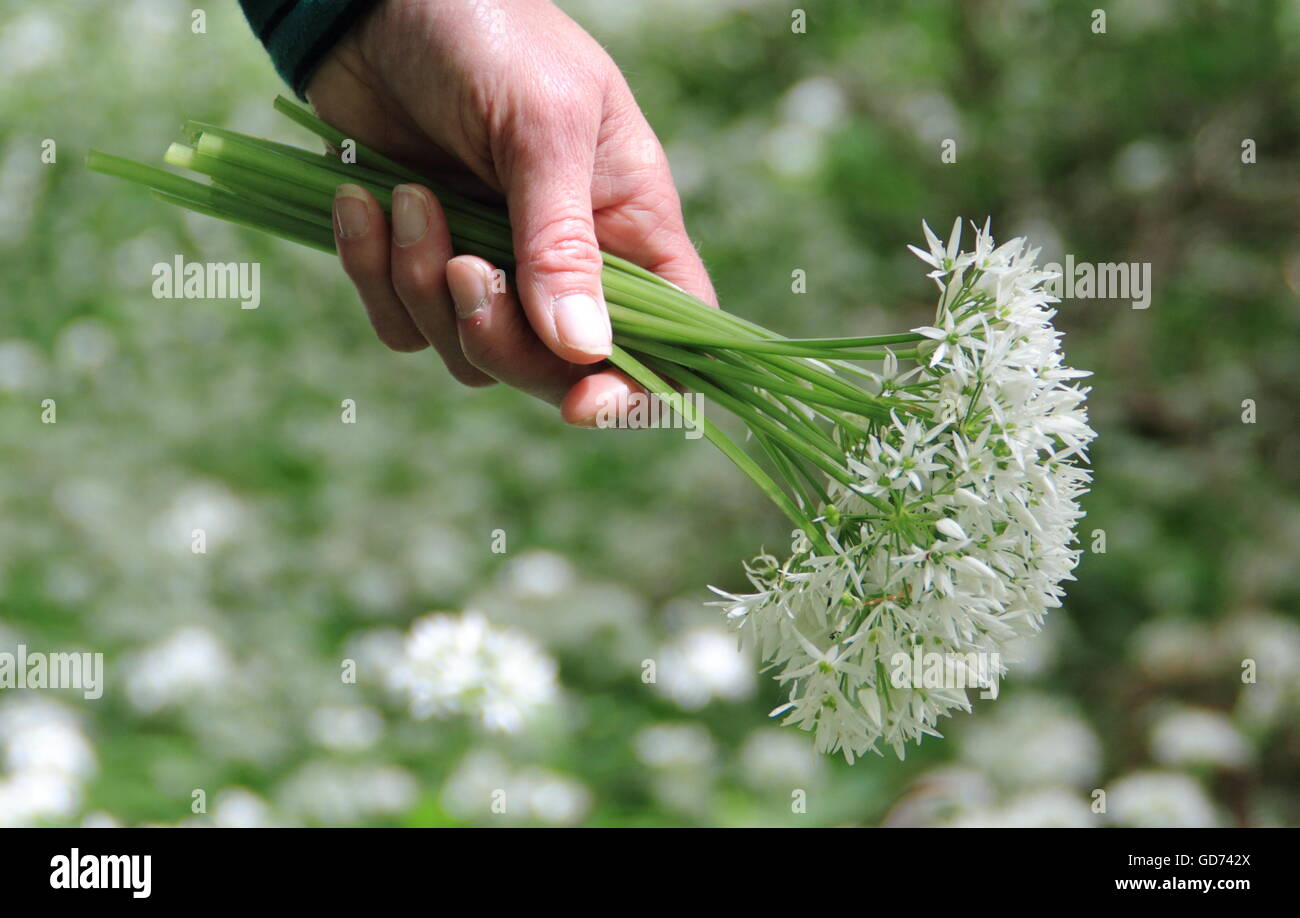 Una donna che tiene un mazzetto di fioritura di aglio selvatico foraged in un bel bosco di latifoglie nel Derbyshire England Regno Unito - Maggio Foto Stock