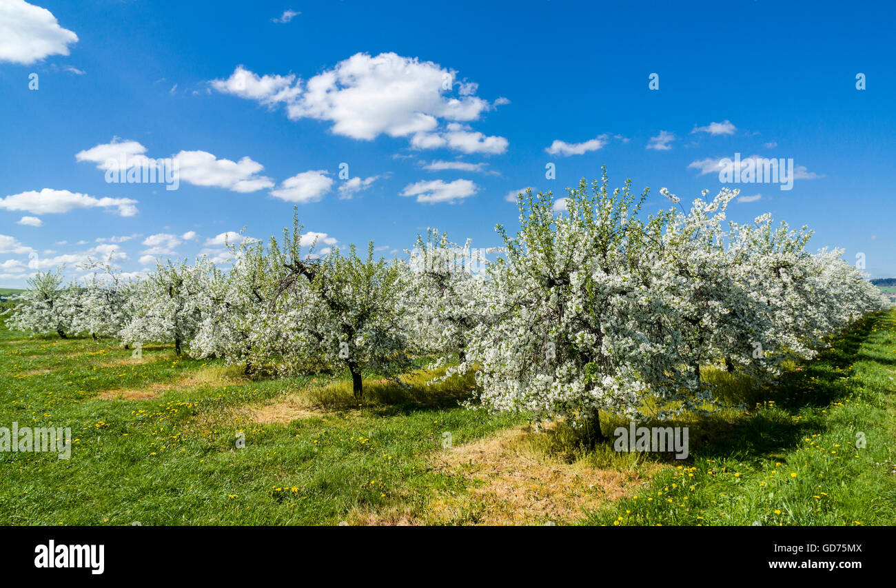 Righe di i meli in fiore in una piantagione, Borthen, Bassa Sassonia, Germania Foto Stock