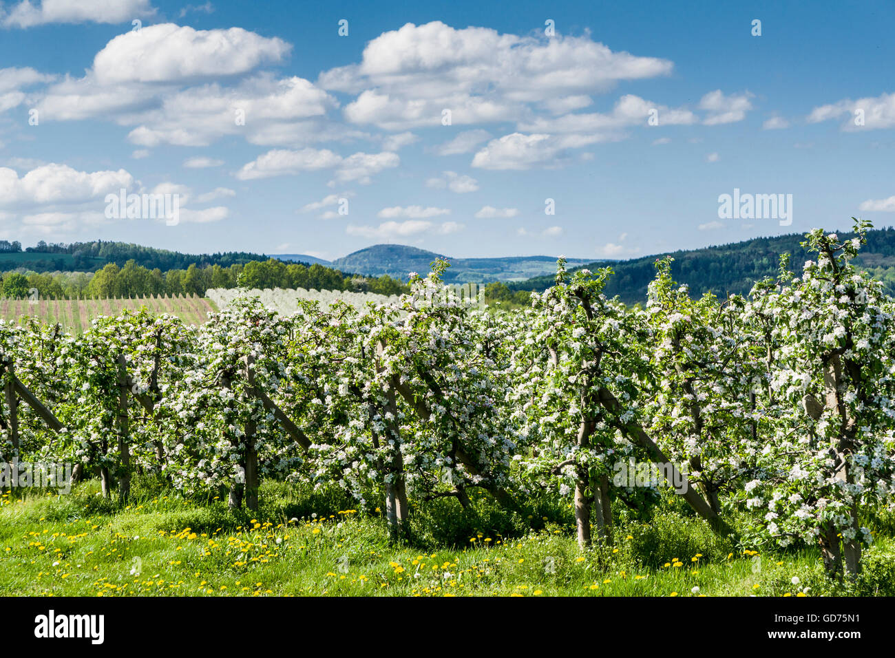 Righe di i meli in fiore in una piantagione, Borthen, Bassa Sassonia, Germania Foto Stock