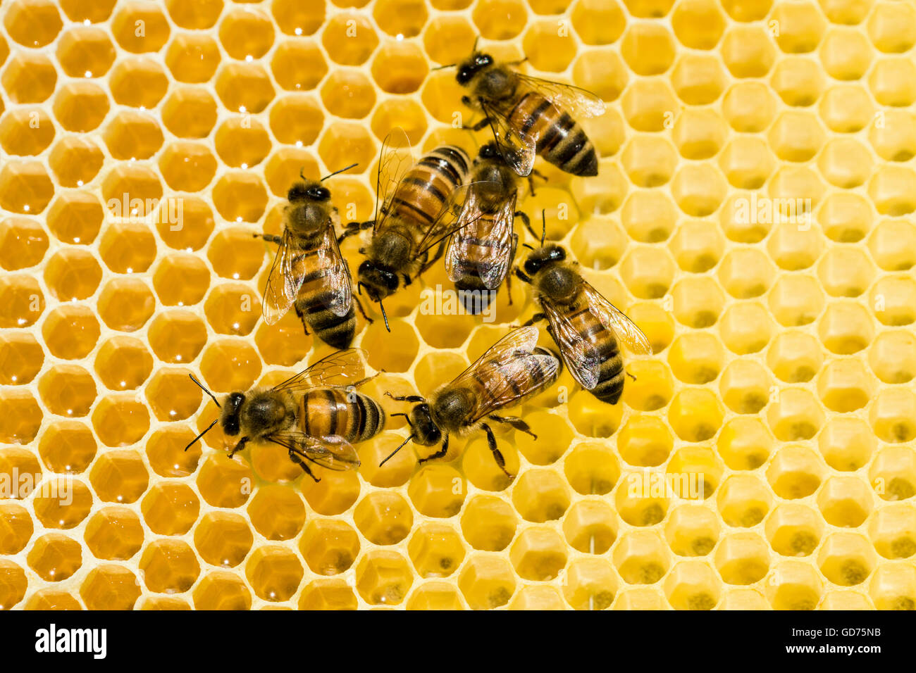 Carniolan miele api (Apis mellifera Carnica) su un favo di miele, in Sassonia, Germania Foto Stock