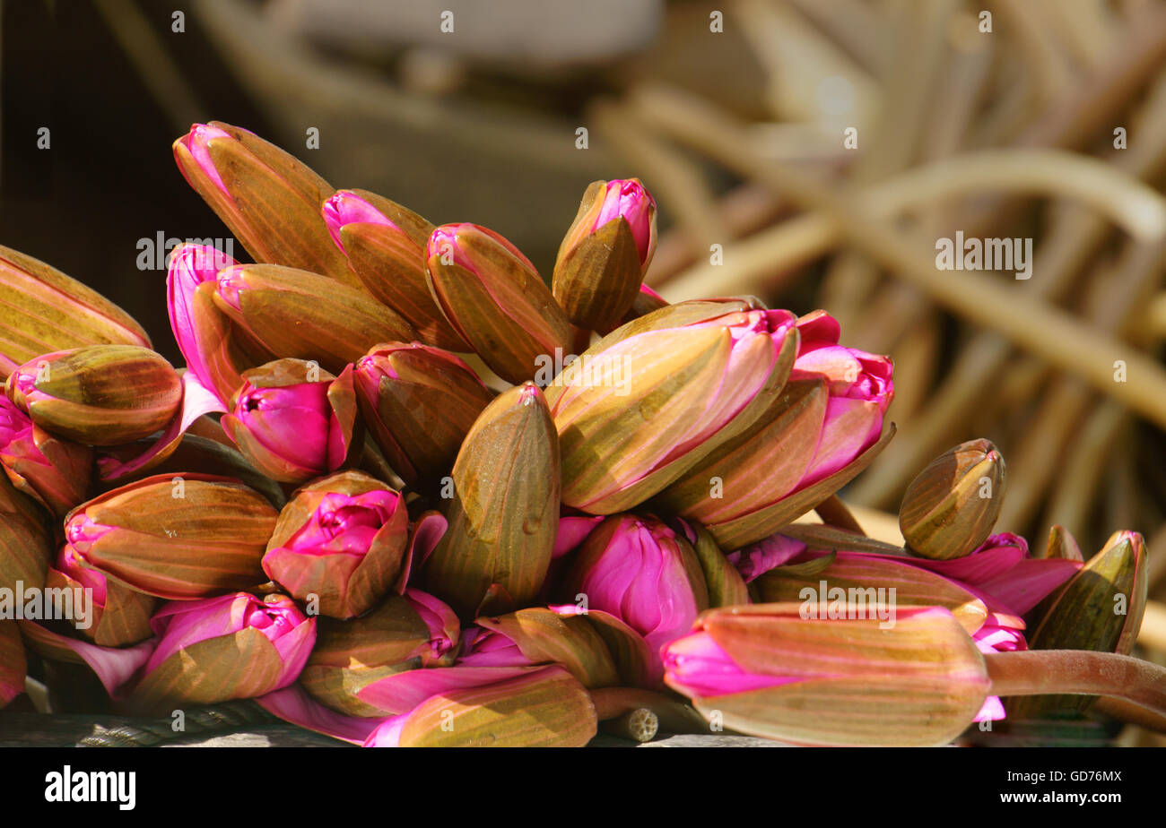 Acqua fresca lilly bouquet Foto Stock