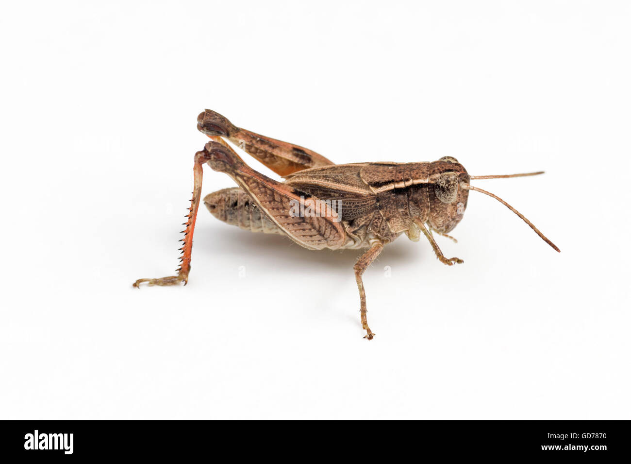 Wingless grasshopper (Phaulacridium vittatum) su sfondo bianco Foto Stock