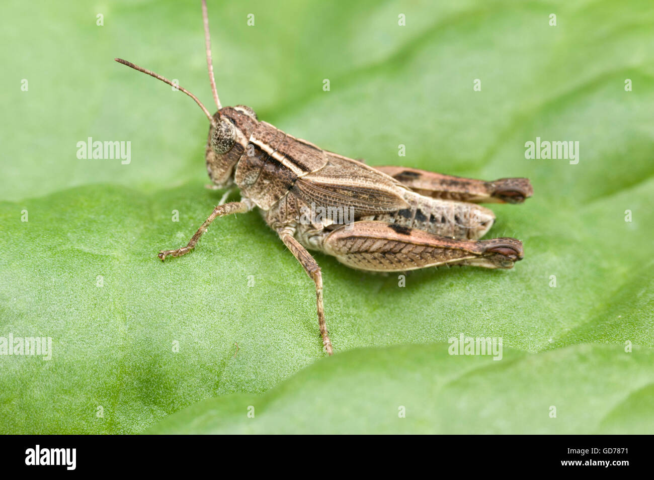 Wingless grasshopper (Phaulacridium vittatum) Foto Stock